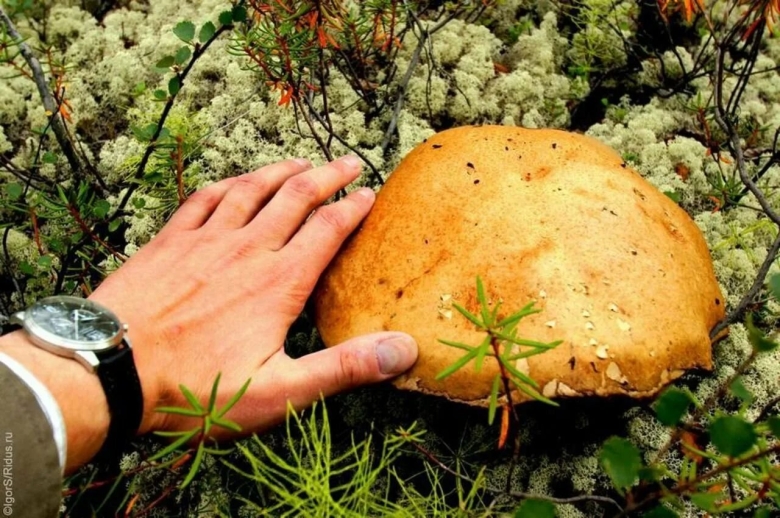 Грибы выше деревьев