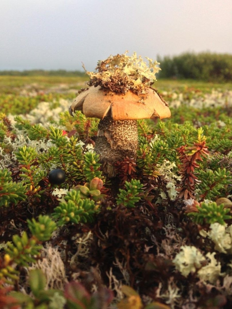 Кольский полуостров мухоморы