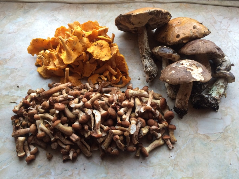 Опята на Чукотке