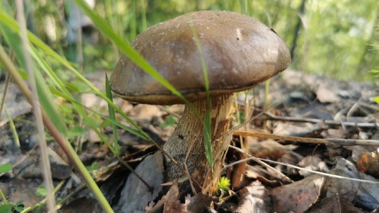 Съедобные грибы ямала