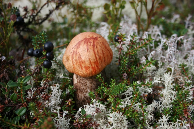 Грибы на Чукотке