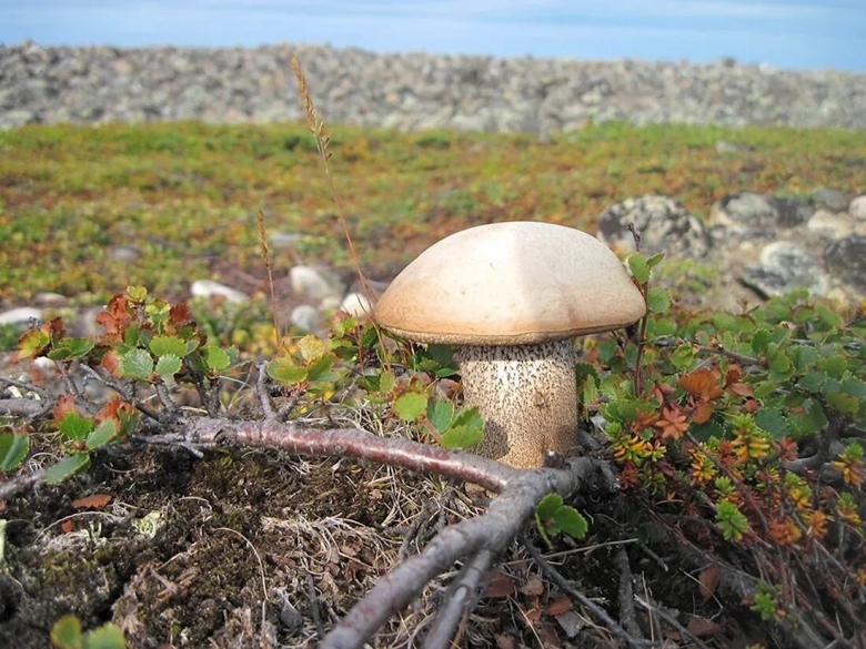 Грибы на полуострове Рыбачий Мурманской области