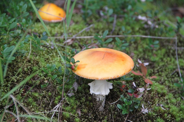 Грибы новый Уренгой