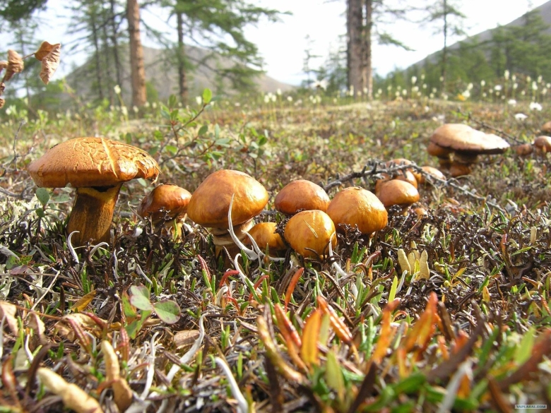 Грибы маслята Якутия