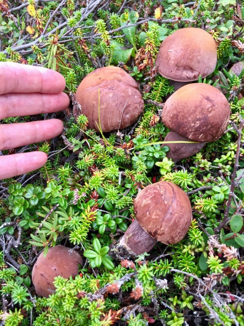 Съедобные грибы Камчатки