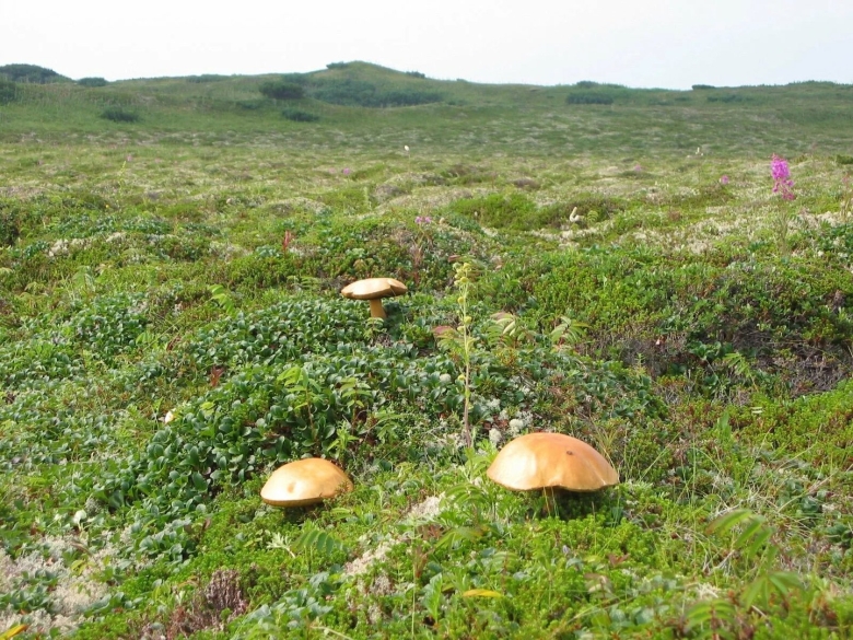 Белые грибы на Командорских островах