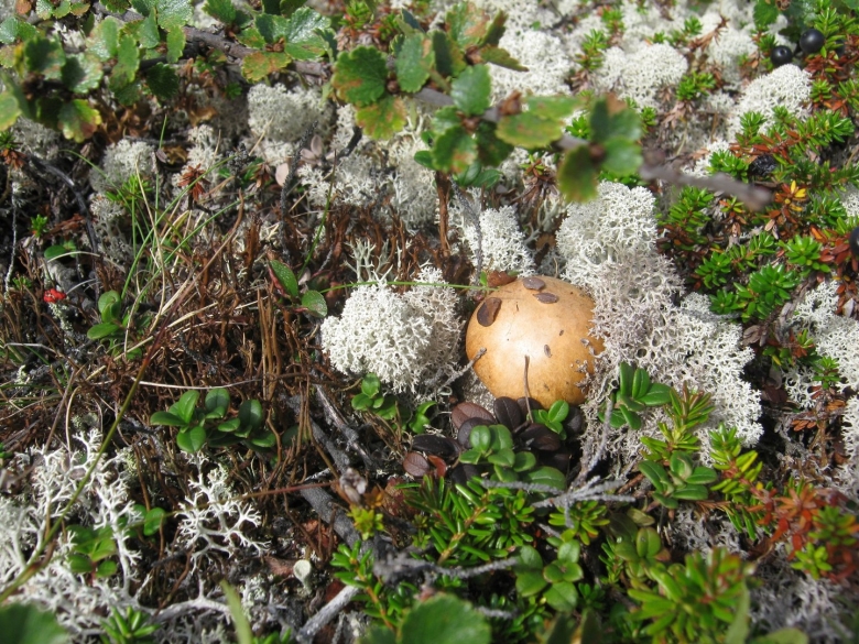 Грибы севера России