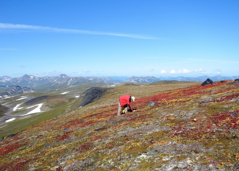 Чукотка тундра грибы