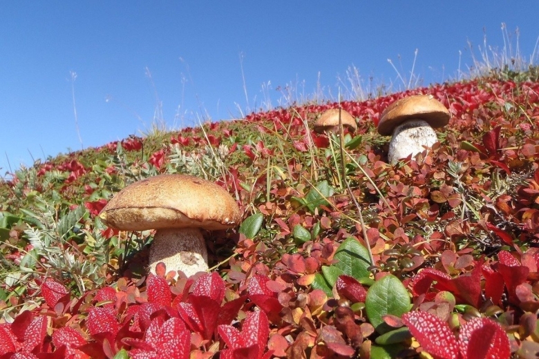 Командорские острова тундра грибы