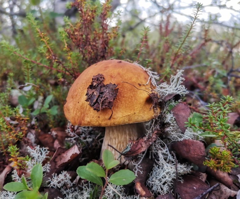 Грибы на чукотке