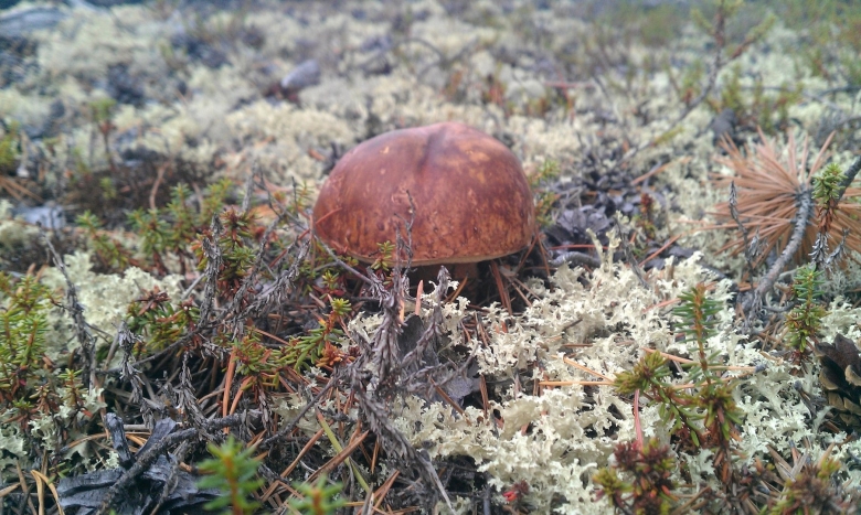 Ямальская тундра грибы