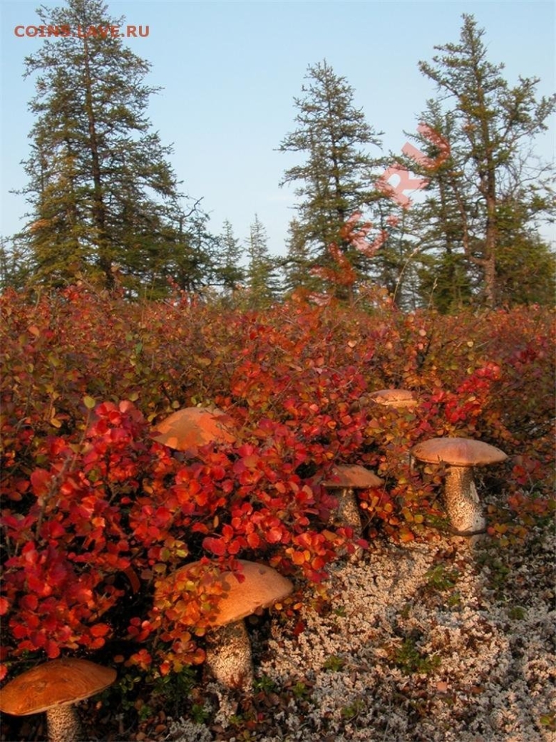 Карликовая береза на Ямале