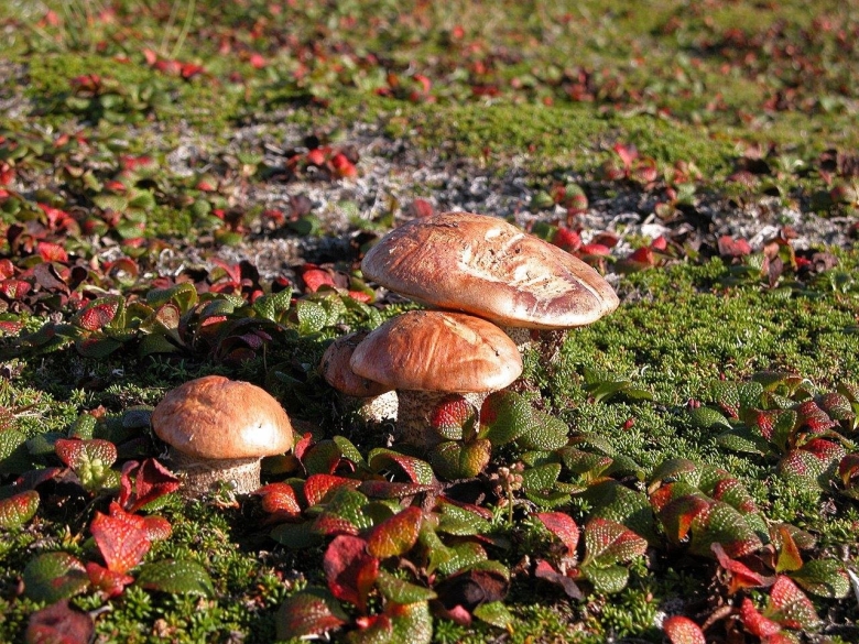 Грибы на Командорских островах