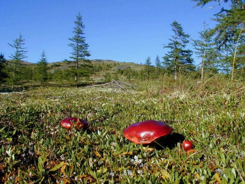 Вороника брусника Кольского полуострова