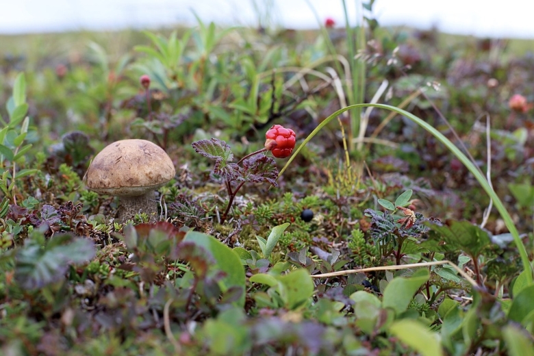 Грибы ямала