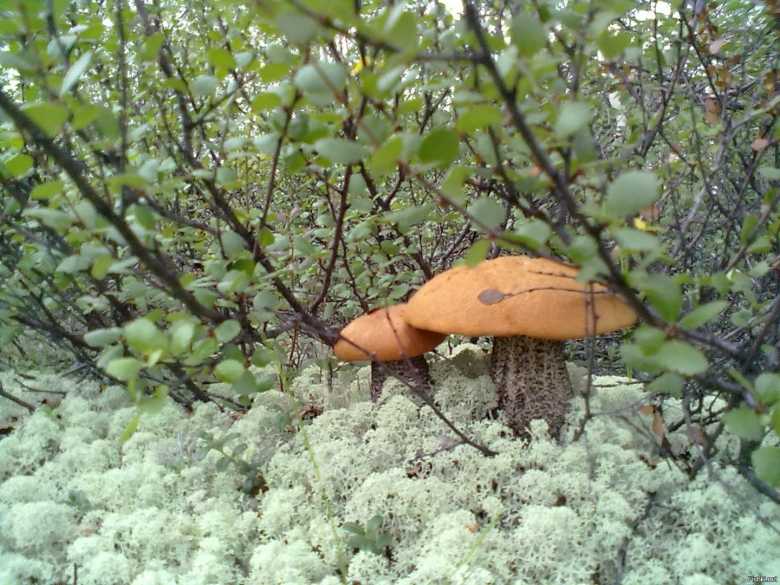 Грибы кольского полуострова