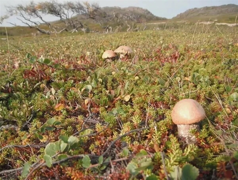 Грибы кольского полуострова моховиков