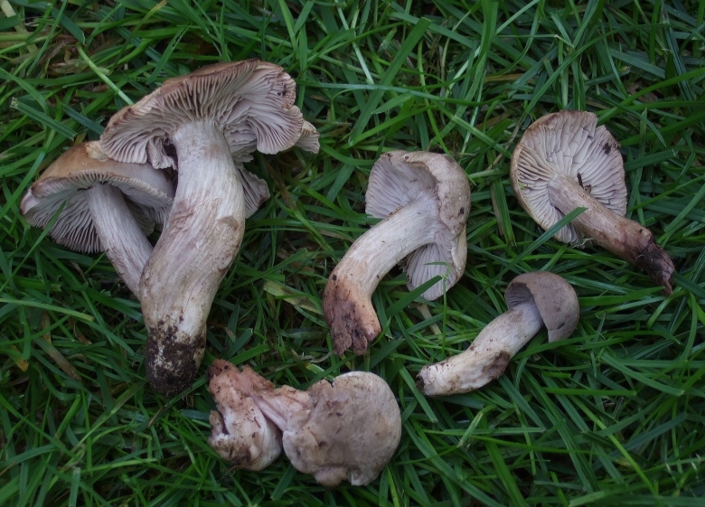 Белый Чаудинский гриб в Крыму