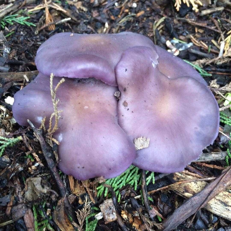 Рядовка пурпурная