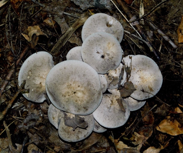 Говорушка дымчатая рядовка