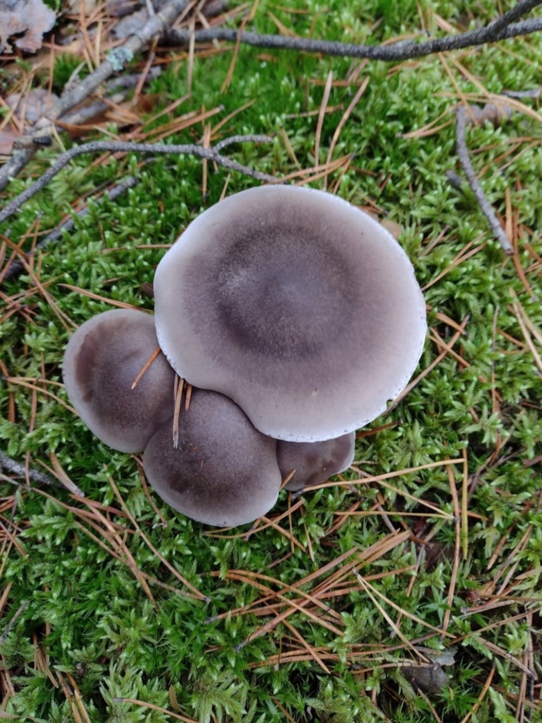 Рядовка мыльная Tricholoma saponaceum
