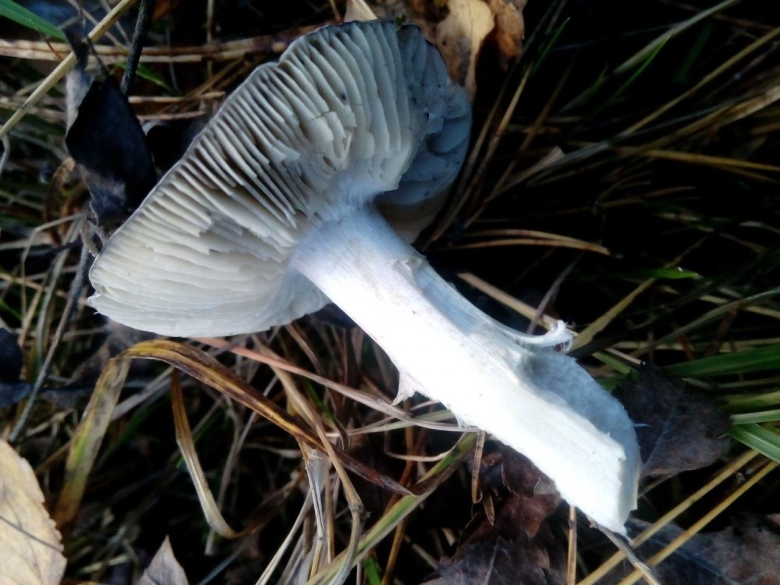 Вороний носок гриб