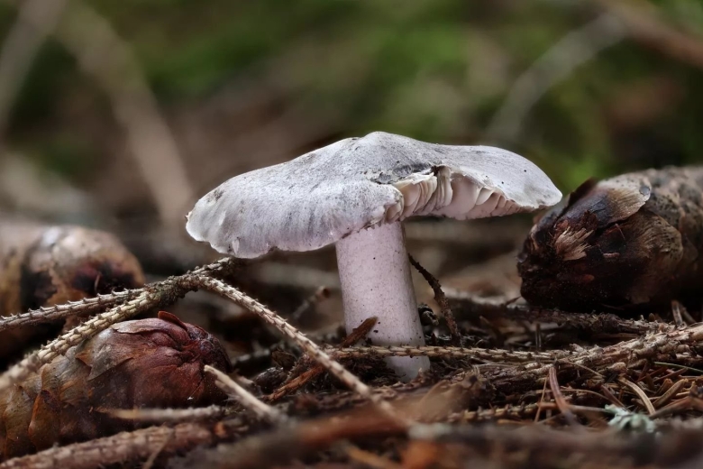 Рядовка серовато-сиреневая lepista glaucocana