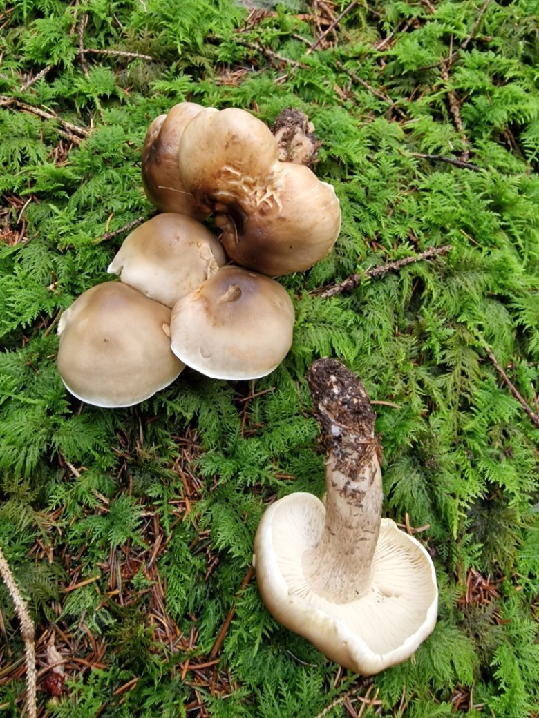 Грибы рядовка мыльная