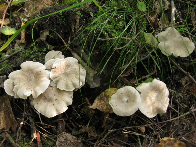 Рядовка погубленная Tricholoma pessundatum