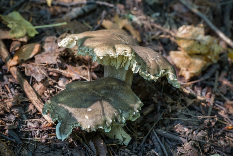 Гриб зеленка подзеленка