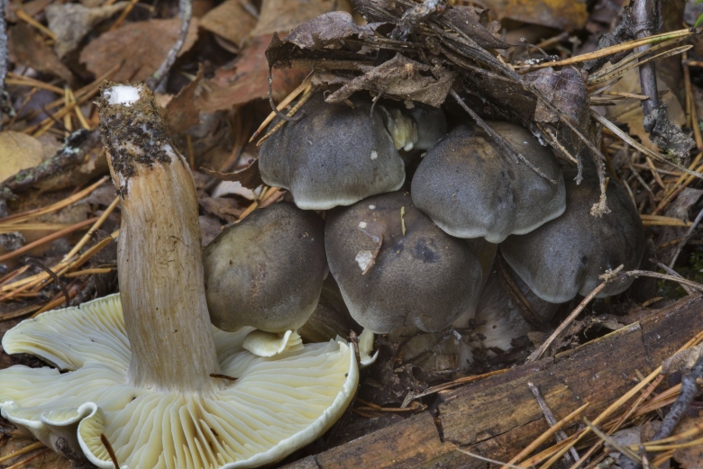 Рядовка мыльная съедобный гриб