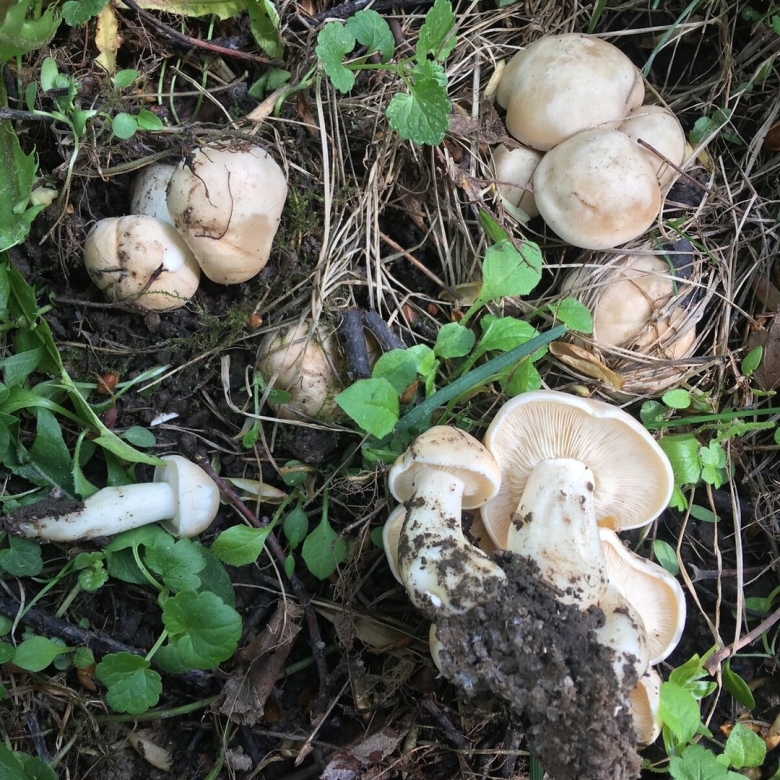 Июньские грибы съедобные