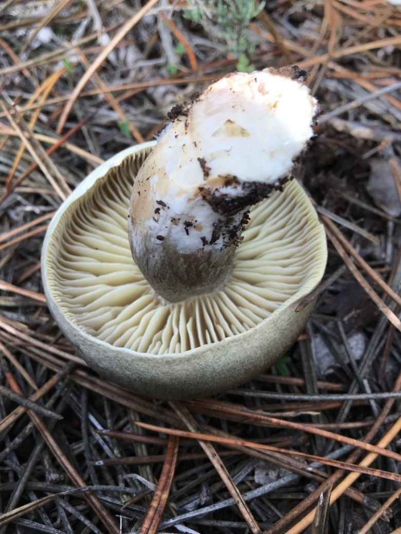 Грибы рядовка мыльная