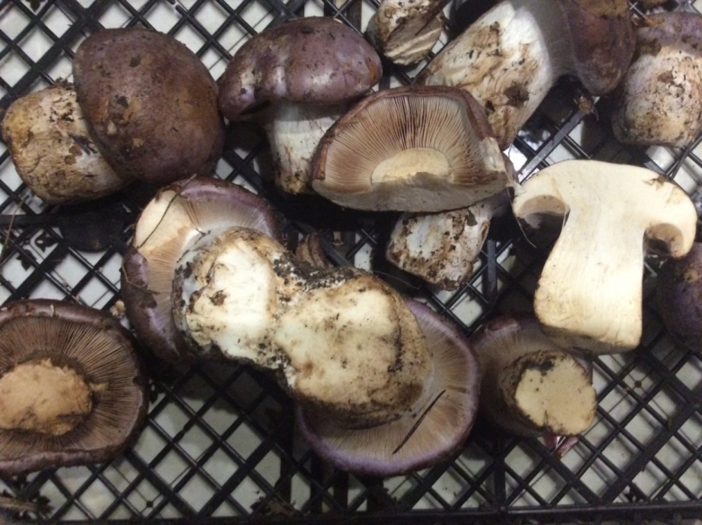 Паутинник голубовато опоясанный Cortinarius balteatocumatilis