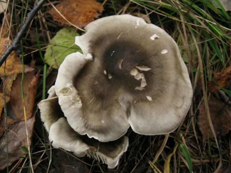 Грибы рядовка мыльная