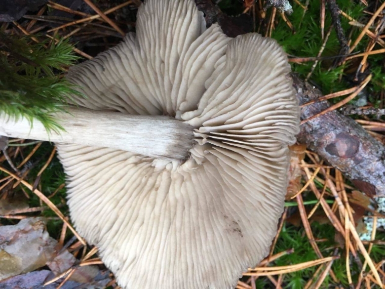 Tricholoma scalpturatum