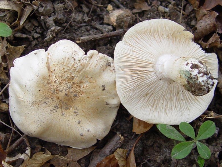 Рядовка Голубиная Tricholoma columbetta