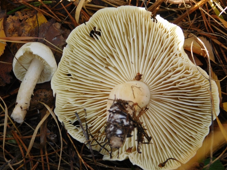 Костромские грибы