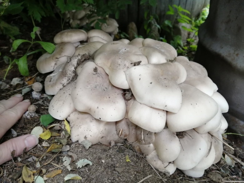 Рядовка скученная гриб