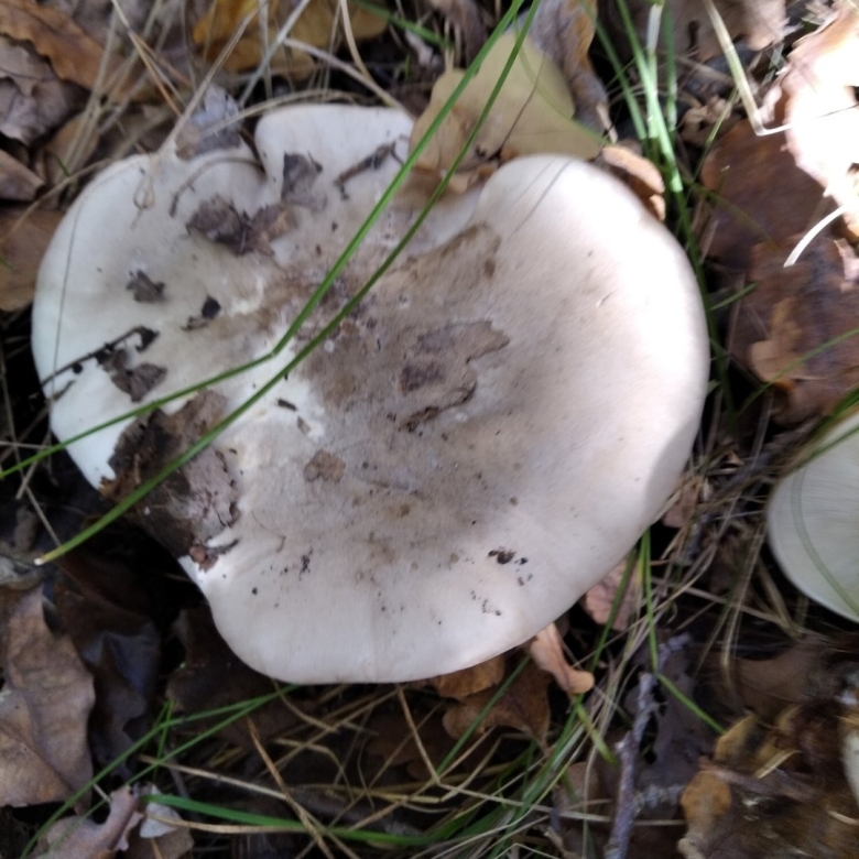 Дымчатая говорушка Clitocybe nebularis