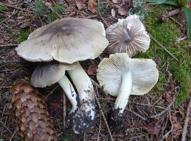 Гриб рядовка серая