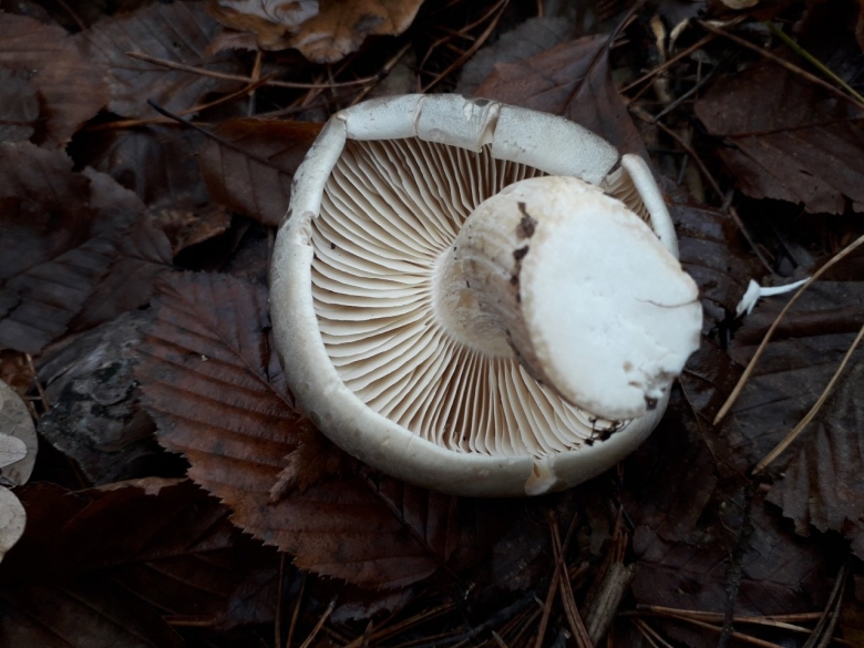 Гриб беляк белый подгруздок