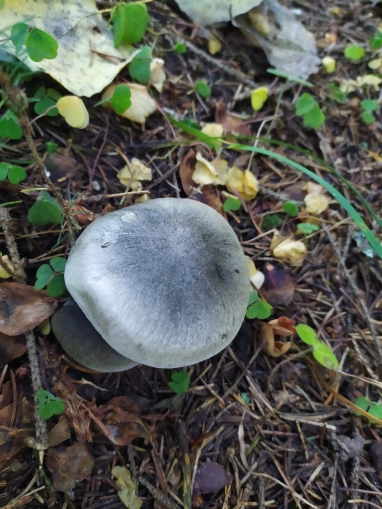 Грибы рядовка мыльная серая