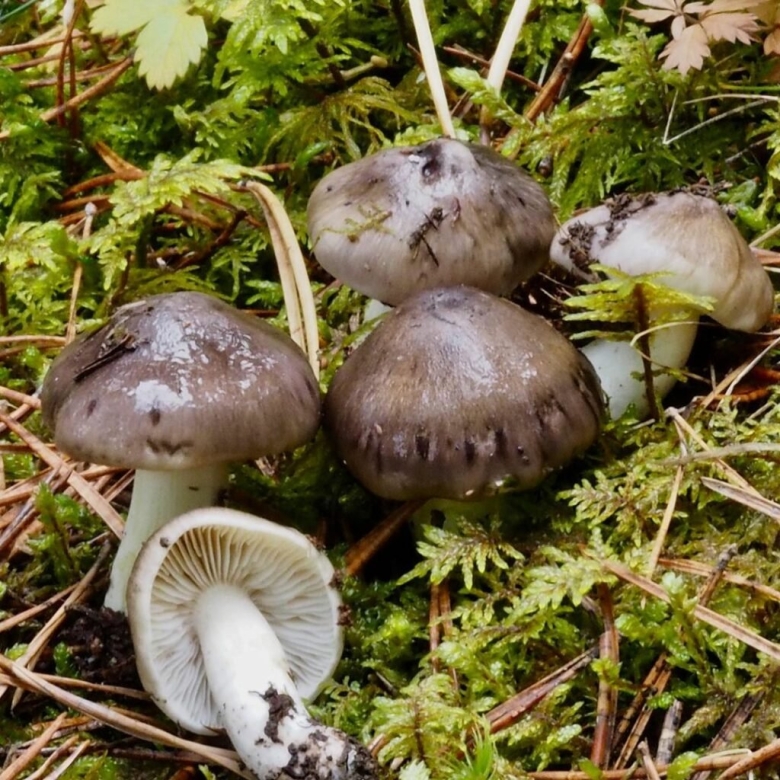 Tricholoma virgatum