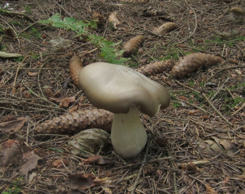 Рядовка серая съедобные грибы