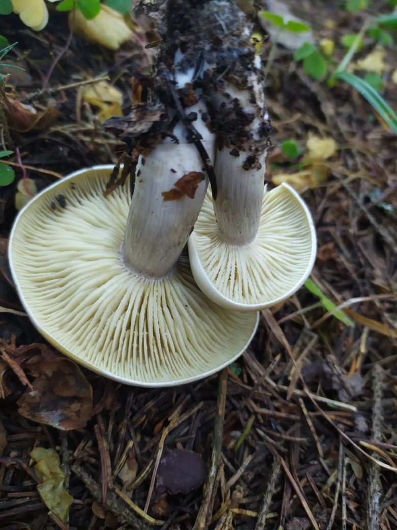 Рядовка мыльная tricholoma saponaceum