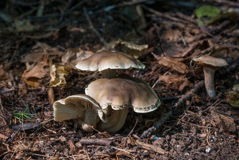 Рядовковые грибы