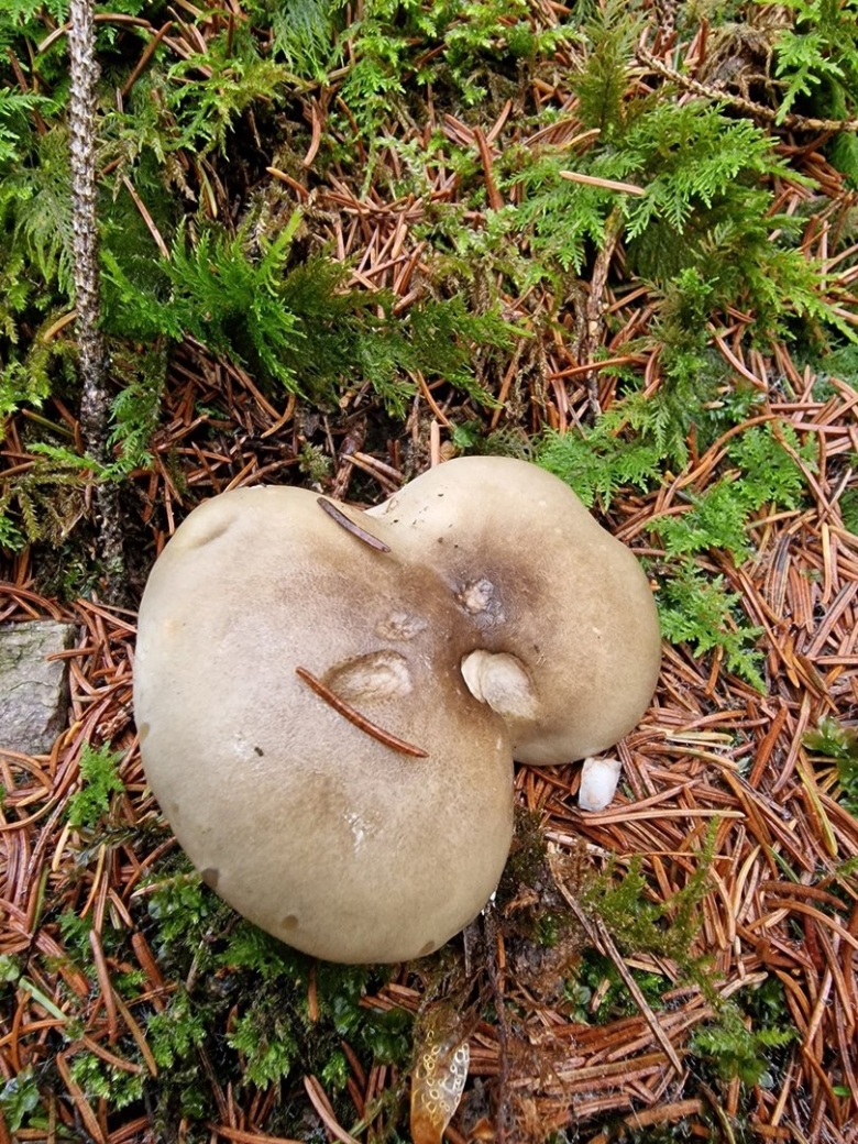 Говорушка дымчатая рядовка