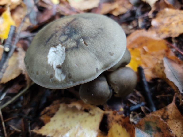 Tricholoma scalpturatum