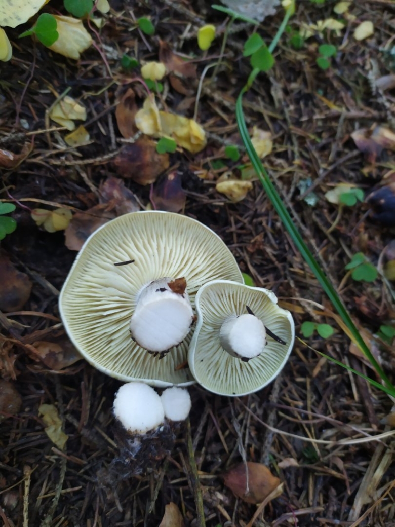 Подгруздок белый